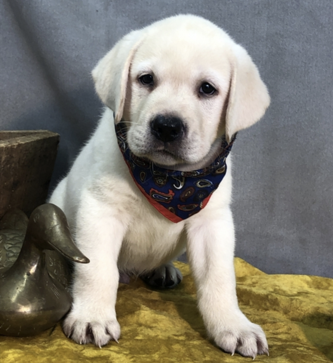 comprar cachorros sanos, baratos y asequibles para la venta